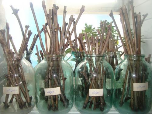 Какие инструменты и материалы необходимы для прививки деревьев. Заготовка и хранение черенков