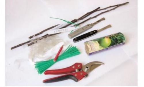 Весенняя прививка плодовых деревьев: 3 проверенных метода 05