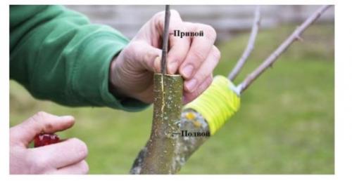 Весенняя прививка плодовых деревьев: 3 проверенных метода 04