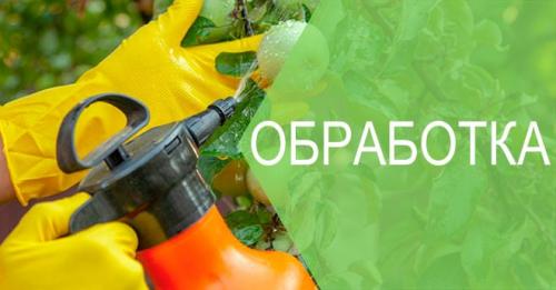 Когда можно опрыскивать грушу от парши. Правильная обработка от парши