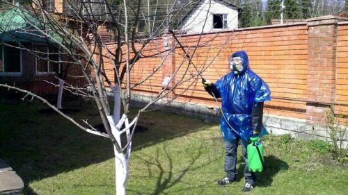 Чем обработать сад ранней весной. Наступление ранней весны и первые мероприятия в саду