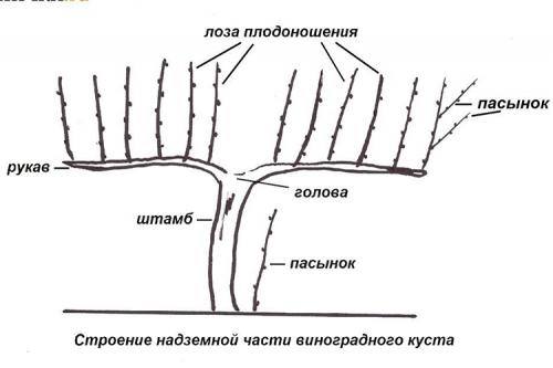 Обрезка винограда осенью 3 год. Пошаговая инструкция по обрезке винограда осенью