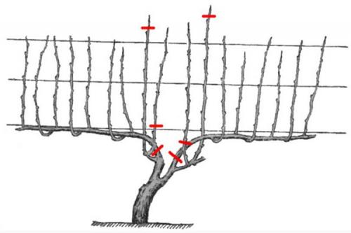 Обрезка винограда осенью 3 год. Пошаговая инструкция по обрезке винограда осенью