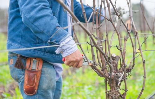 Обрезка взрослого винограда осенью. Осенняя обрезка виноградного куста: инструкция для новичков