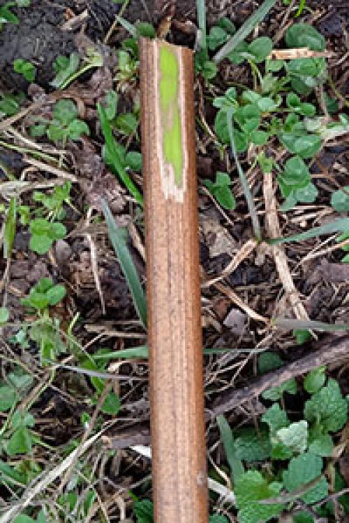 Можно ли хранить черенки в холодильнике, и если да то как. Как правильно хранить черенки плодовых?