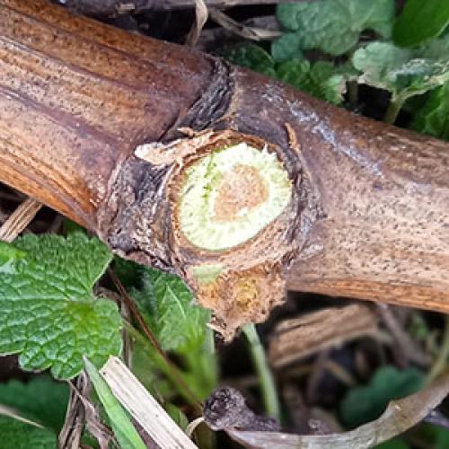 Можно ли хранить черенки в холодильнике, и если да то как. Как правильно хранить черенки плодовых?