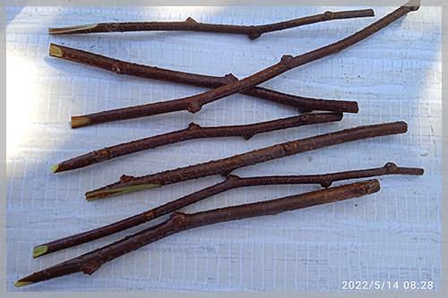 Можно ли хранить черенки в холодильнике, и если да то как. Как правильно хранить черенки плодовых?