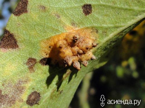 Народные средства от ржавчины груши. Спасаем грушу от ржавчины