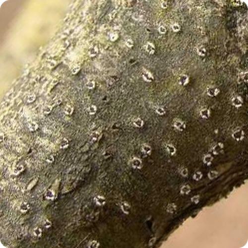 Болезни груши. ОСНОВНЫЕ БОЛЕЗНИ ГРУШИ И СПОСОБЫ ИХ ЛЕЧЕНИЯ