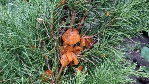 Как спасти грушу от ржавчины. ПАМЯТКА ПО БОРЬБЕ СО РЖАВЧИНОЙ ГРУШИ