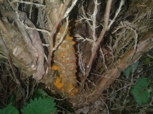 Как спасти грушу от ржавчины. ПАМЯТКА ПО БОРЬБЕ СО РЖАВЧИНОЙ ГРУШИ