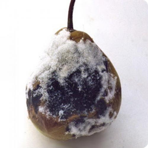 Болезни груши. ОСНОВНЫЕ БОЛЕЗНИ ГРУШИ И СПОСОБЫ ИХ ЛЕЧЕНИЯ