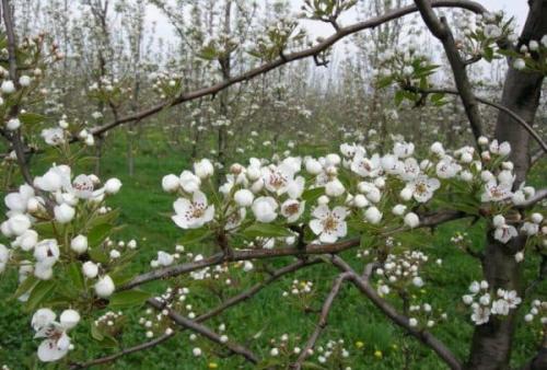 Чем обработать грушу. Схемы обработки