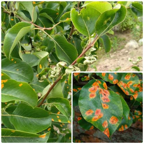 Коллоидная сера от ржавчины на груше. Почему появляется ржавчина на груше, как с ней бороться и победить