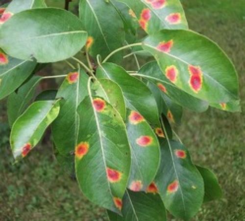 Народные средства от ржавчины груши. Спасаем грушу от ржавчины