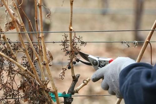 Как правильно обрезать виноград осенью. Пошаговая инструкция по обрезке винограда осенью