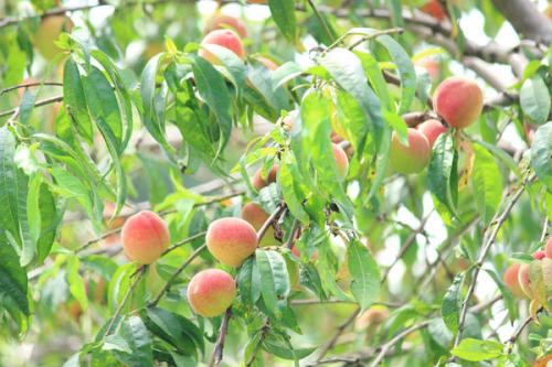 Что такое прививка растений и для чего она проводится. Прививка в плодовом саду: зачем она нужна и как ее проводить?