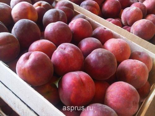 Продолжительное хранение яблок и груш: практические советы и рекомендации 01