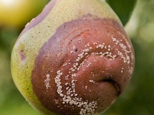 Основные болезни груши и меры борьбы с ними. Заболевания и вредители груши: описание с фото, эффективные способы лечения 01 Основные болезни груши и меры борьбы с ними. Заболевания и вредители груши: описание с фото, эффективные способы лечения 01