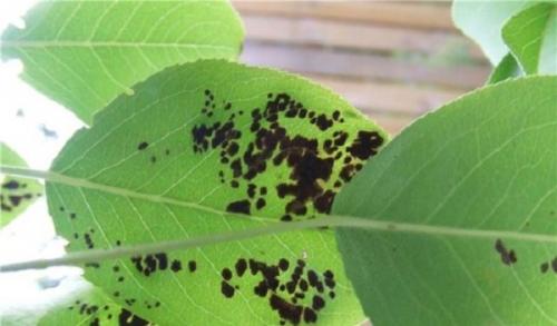 Болезни груши чернеют листья. Грибки