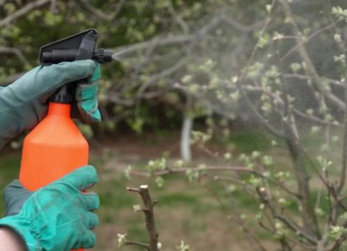 Чем обработать грушу от болезней. Обработка груши от болезней и вредителей ранней весной: как и чем опрыскивать