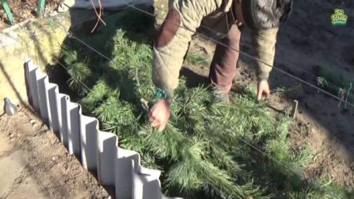 Что делать с виноградом на зиму. При какой температуре нужно укрывать виноград на зиму