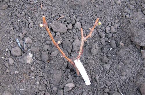 Уход за виноградом летом. Добавление статьи в новую подборку 01 Уход за виноградом летом. Добавление статьи в новую подборку 01