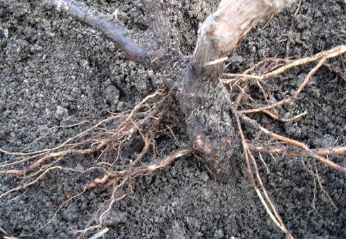 Уход за виноградом летом. Добавление статьи в новую подборку 03 Уход за виноградом летом. Добавление статьи в новую подборку 03