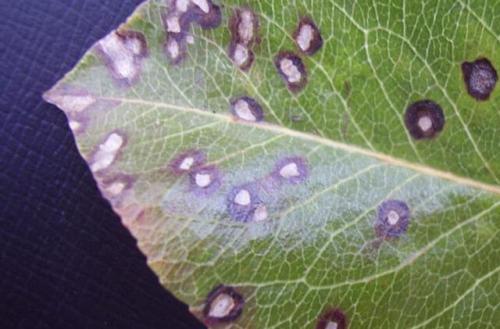 Болезни груши. Болезни листьев груши