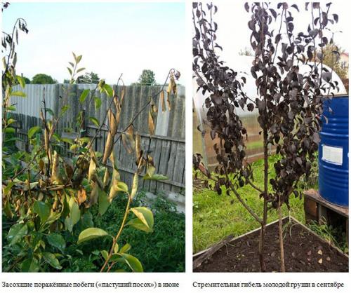 Болезни груши. Болезни листьев груши