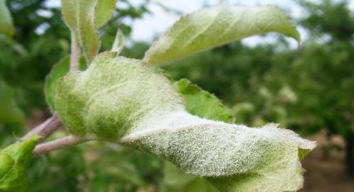 Болезни груши. Болезни листьев груши