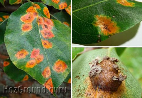 Болезни груши. Болезни листьев груши