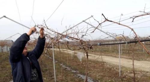 Обрезка взрослого винограда осенью. Осенняя обрезка виноградного куста: инструкция для новичков