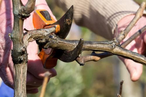 Обрезка винограда осенью 4 года. Когда можно приступать к делу