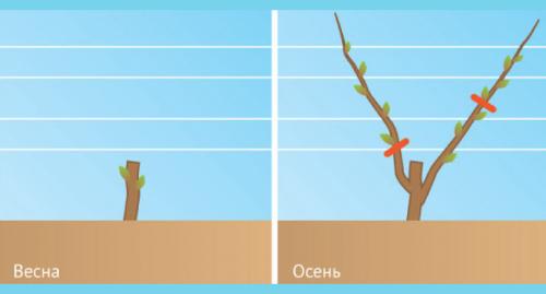 Как обрезать однолетний виноград осенью. Как правильно обрезать