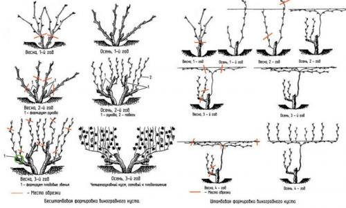 Как обрезать однолетний виноград осенью. Как правильно обрезать