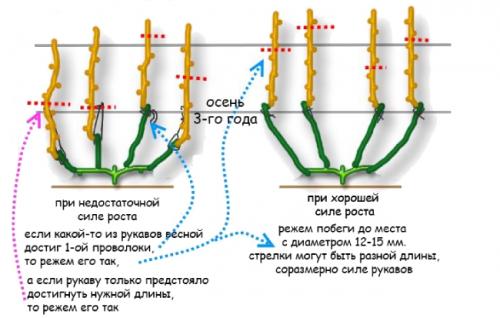 Как обрезать однолетний виноград осенью. Как правильно обрезать