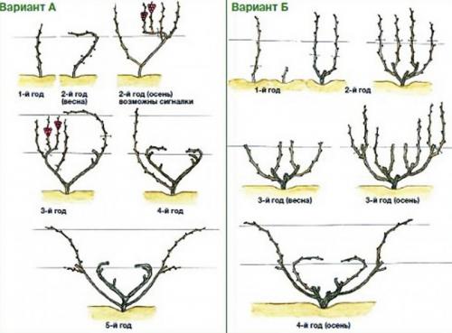 Осенняя обрезка винограда 2 года. Виды обрезки винограда