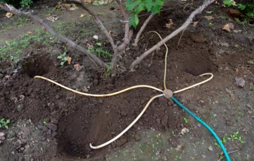 Уход за виноградом осенью для хорошего урожая. Как ухаживать за виноградом осенью: на что обратить внимание?