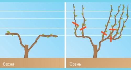 Как обрезать однолетний виноград осенью. Как правильно обрезать