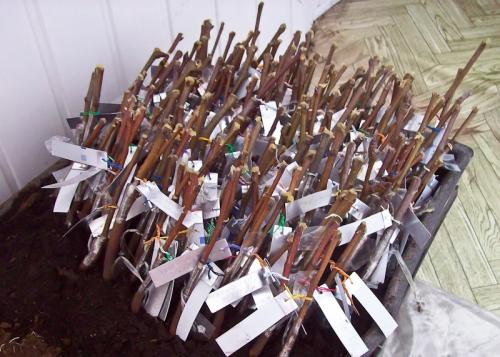 Как выбрать черенки для прививки яблони: советы начинающим 06