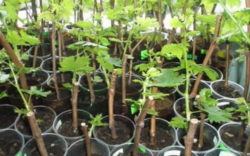 Можно ли пересаживать виноград летом, и какие для этого нужны условия. Выбор времени и особенности летней посадки