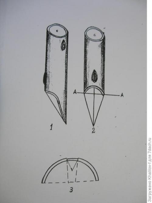 Можно ли прививать несколько сортов яблони на одно дерево. Сколько сортов можно привить на одну яблоню? Как правильно это сделать?