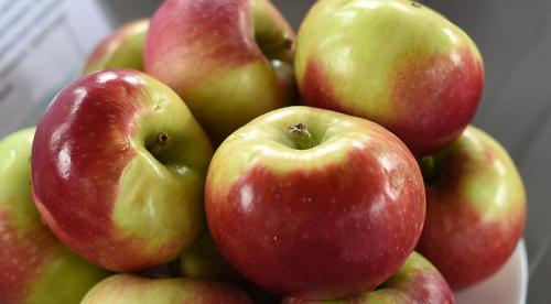 Сорта яблонь и груш устойчивых к парше. Летние сорта яблони 05