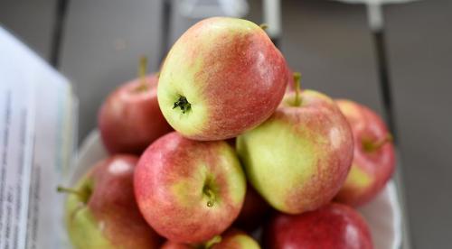 Сорта яблонь и груш устойчивых к парше. Летние сорта яблони 07