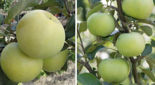 Сорта яблонь и груш устойчивых к парше. Летние сорта яблони 03