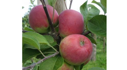 Сорта яблонь и груш устойчивых к парше. Летние сорта яблони 01