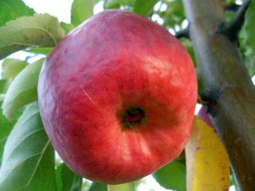 Сорта яблонь и груш устойчивых к парше. Летние сорта яблони 11