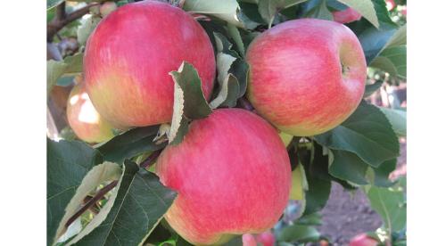 Сорта яблонь и груш устойчивых к парше. Летние сорта яблони 02