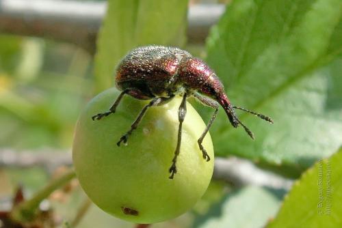 Яблони устойчивые к монилиозу. Методы лечения яблони от монилиоза